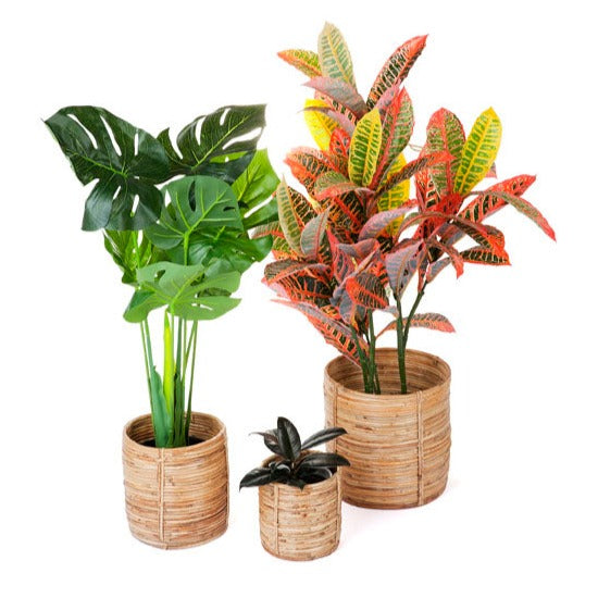 Set of 3 Ubud Handmade Natural Cane Storage Basket and Planter